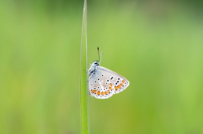 modrásek tmavohnědý