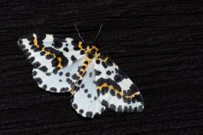 Abraxas grossulariata (skvrnopásník angreštový), SK, Štôla