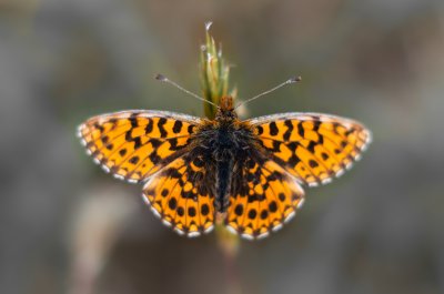 perleťovec nejmenší