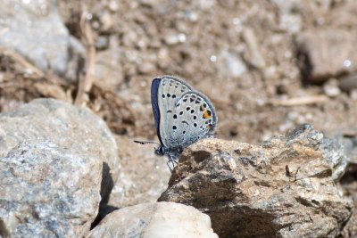 modrásek stříbroskvrnný