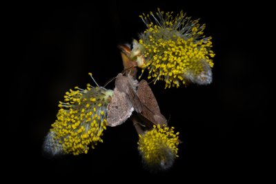 Orthosia cruda (jarnice menší), Hády - odkaliště