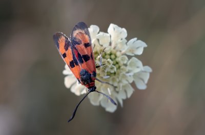 vřetenuška pozdní