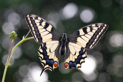 otakárek fenyklový