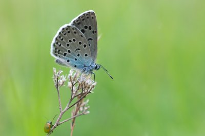 modrásek černoskvrnný