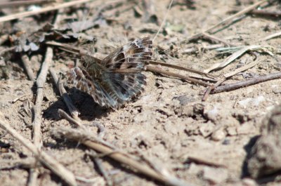 soumračník slézový
