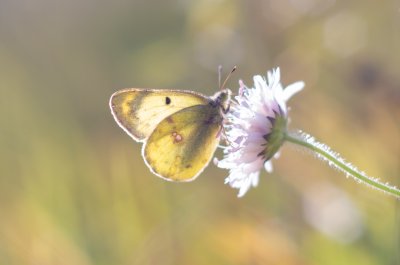 žluťásek čičorečkový/jižní