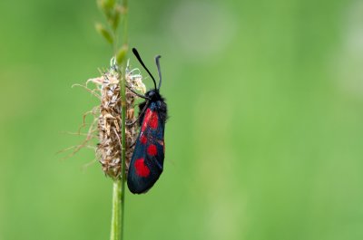 vřetenuška kozincová