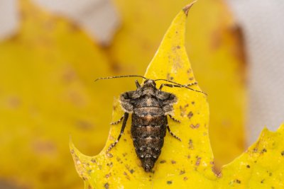Agriopis aurantiaria (tmavoskvrnáč zlatavý), PR Kamenný vrch