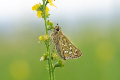 Hesperia comma (soumračník čárkovaný), Ivančice, Na vrších