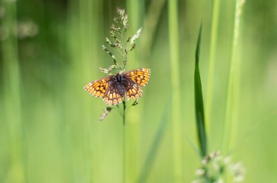 Hamearis lucina (pestrobarvec petrklíčový), PP Obůrky - Třeštěnec