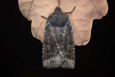 Conistra ligula (zimovnice hlohová), PR Kamenný vrch