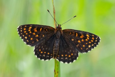 hnědásek rozrazilový
