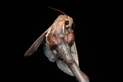 Orthosia miniosa (jarnice zardělá), Lanžhot