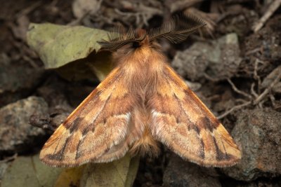 Ptilophora plumigera (hřbetozubec javorový), PR Kamenný vrch