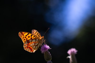 Issoria lathonia (perleťovec malý), Helenčina studánka