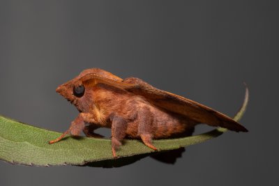 Odonestis pruni (bourovec švestkový), PP Na cvičišti