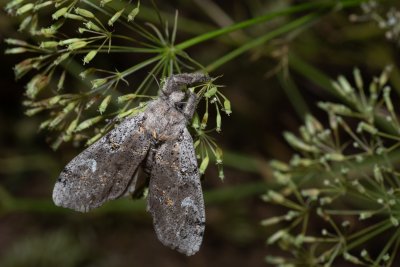 Dicallomera fascelina (štětconoš jetelový), PP Na cvičišti