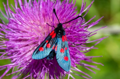 vřetenuška pětitečná