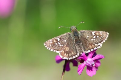 soumračník mochnový