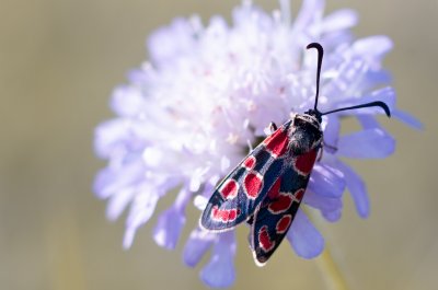 vřetenuška ligrusová