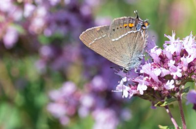 ostruháček trnkový