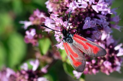 vřetenuška mateřídoušková/přehlížená