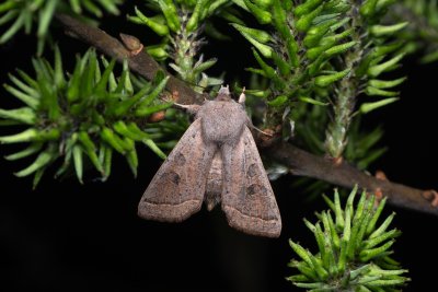 Orthosia gracilis (jarnice hladká), Lanžhot