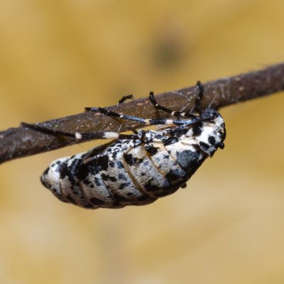 Erannis defoliaria (tmavoskvrnáč zhoubný), Helenčina studánka