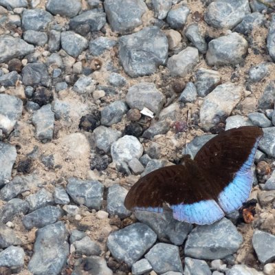 Tanaecia iapis (-), TH, Khao Sok