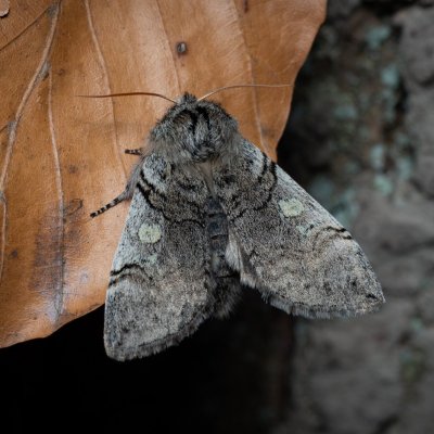 Achlya flavicornis (můřice jarní), Kývalka