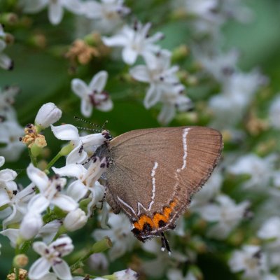 Satyrium w-album (ostruháček jilmový), Helenčino údolí