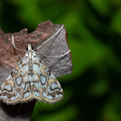 Elophila nymphaeata (vílenka leknínová), NPR Radostínské rašeliniště