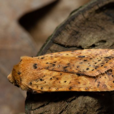 Conistra rubiginea (zimovnice rezavá), Žebětín