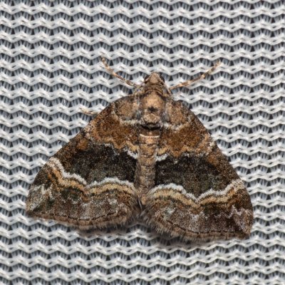 Perizoma bifaciata (píďalka zahořanková), PP Na cvičišti