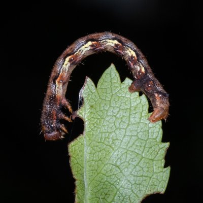 Erannis defoliaria (tmavoskvrnáč zhoubný), Hády