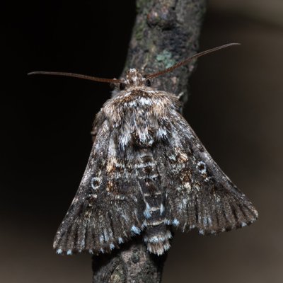 Omphalophana antirrhinii (jasnobarvec hledíkový), NPP Pouzdřanská step - Kolby