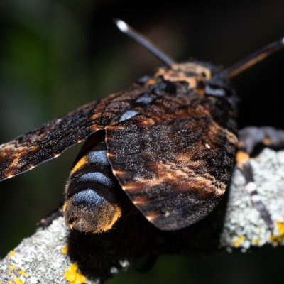 Acherontia atropos (lišaj smrtihlav), Hády