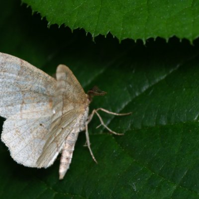 Cepphis advenaria (kropenatec borůvkový), Velký Javorník