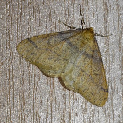 Agriopis aurantiaria (tmavoskvrnáč zlatavý), Žebětín