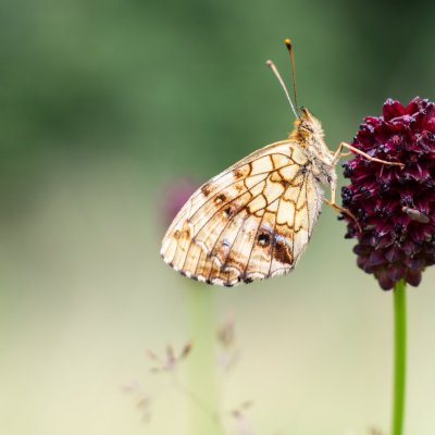 Brenthis ino (perleťovec kopřivový), PR Studnické louky