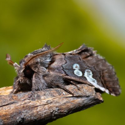 Diloba caeruleocephala (modrohlávek ovocný), PR Kamenný vrch