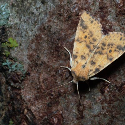 Xanthia gilvago (zlatokřídlec jilmový), Hády - odkaliště