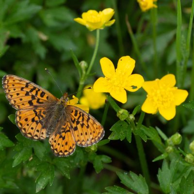 Boloria euphrosyne (perleťovec fialkový), Přírodní park Rakovecké údolí