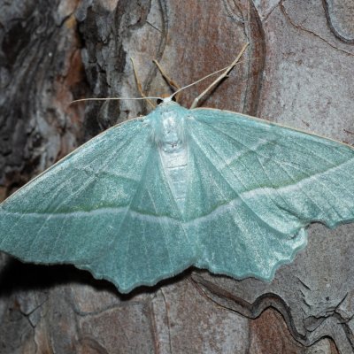 Campaea margaritaria (běločárník habrový), Kobylí