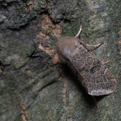Orthosia cerasi (jarnice lipová), Kývalka