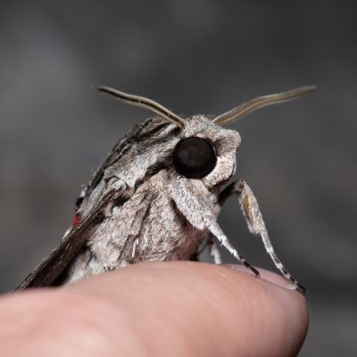 Agrius convolvuli (lišaj svlačcový), HR, Jablanac