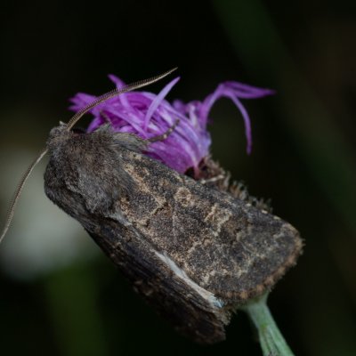 Tholera cespitis (můra metlicová), PR Kamenný vrch