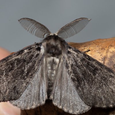 Lymantria monacha (bekyně mniška), Březina