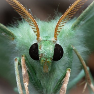 Geometra papilionaria (zelenopláštník březový), NPR Radostínské rašeliniště