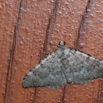 Nebula achromaria (píďalka bezbarvá), HR, Jablanac